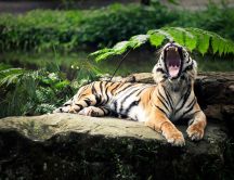 A tiger yawning on a rock in forest
