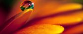 Colourful drop of water on a beautiful orange flower