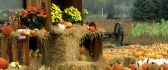 Delicious pumpkins - harvest of this Autumn