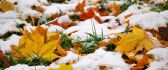 Autumn leaves covered with first snow