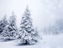White trees in the forest - winter season