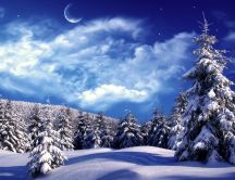 Beautiful white forest - winter wallpaper