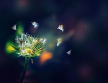 Amazing dandelion puff in the nature - Macro HD wallpaper