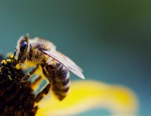 Beautiful bee in action - golden pollen