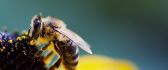 Beautiful bee in action - golden pollen