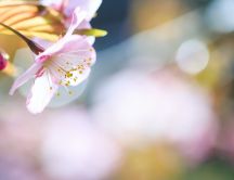 Spring perfume of beautiful trees flower