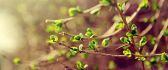Beautiful green branches - tree in blossom - spring season