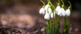 Bouquet of snowdrops - first sign of spring season