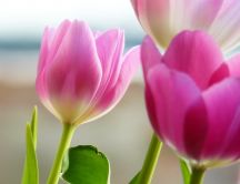 Beautiful pink tulips - spring flowers