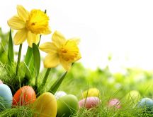 Yellow flowers and Easter eggs in the beautiful garden