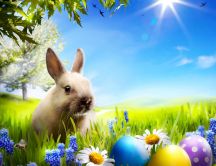 Beautiful Easter bunny and coloured eggs