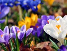 White, yellow and violet crocuses - beautiful flowers