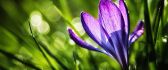 Spring sunshine and a beautiful crocus flower