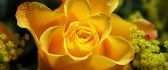Wonderful yellow rose - Macro water drops