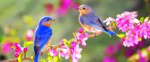 Lovely two little blue birds on a blossom branch