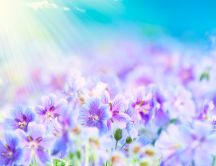 Magic sunrise over the beautiful flowers - HD wallpaper