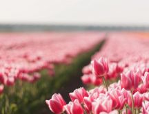 Field full with red and pink tulips - HD wallpaper