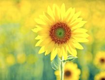 Beautiful sunflower - golden season