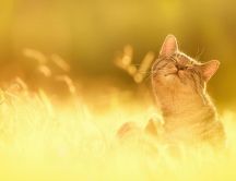 Sweet cat in the wheat field - HD wallpaper