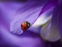 Beautiful HD wallpaper - ladybug on a purple petal
