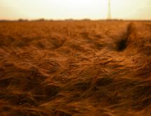 Wheat field felled by wind - weather whims
