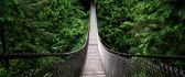 Wooden bridge in the Tropical forest