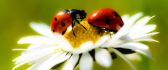 Two little ladybugs on a daisy - summer time