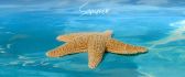 Big starfish in the blue ocean water - Hot summer time
