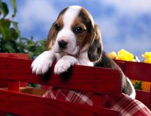 Sweet little puppy on the picnic - HD wallpaper