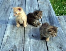 Three sweet little cats - HD animals wallpaper
