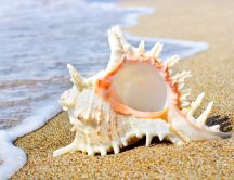 Wonderful shell on the sand - summer time