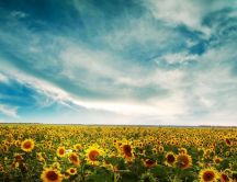 Wonderful field full with sunflowers - Nature hd wallpaper