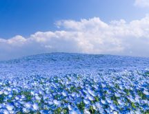 Field full with blue flowers - Wonderful nature wallpaper