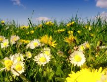 Perfume from daises - Beautiful yellow flowers on the field