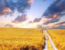 Country path through the golden wheat field - HD wallpaper