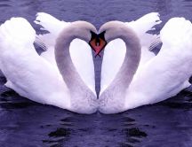 Two lovely swans on the lake - Pure love