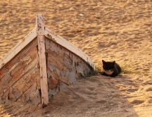 Black cat on the golden sand - old boat