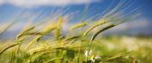 Green wheat - beautiful nature macro wallpaper