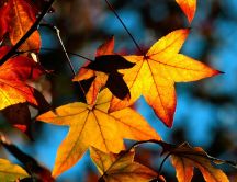 Sunny Autumn day - Golden leaves