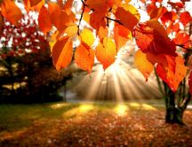 Amber Autumn leaves and a beautiful sunshine