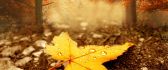 Yellow maple leaf - Autumn season is here