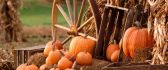 Orange pumpkins - Autumn harvest