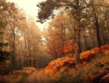 Wonderful Autumn season wallpaper - Path in the forest