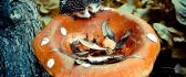 Two little hedgehog on a mushroom - Autumn season