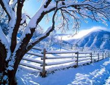 White tree and fence full with snow - HD nature wallpaper