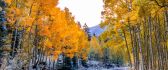 Yellow forest in the wonderful Autumn season - HD wallpaper