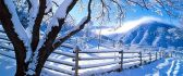 White tree and fence full with snow - HD nature wallpaper