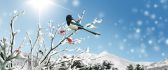 Winter bird on a branch of tree full with snow - Sunny day