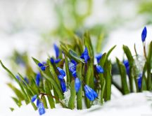 Spring blue flowers in the white snow - Wonderful nature