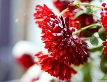 Macro red flowers full with snow - HD wallpaper